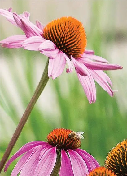 EXTRACT DE ECHINACEA
