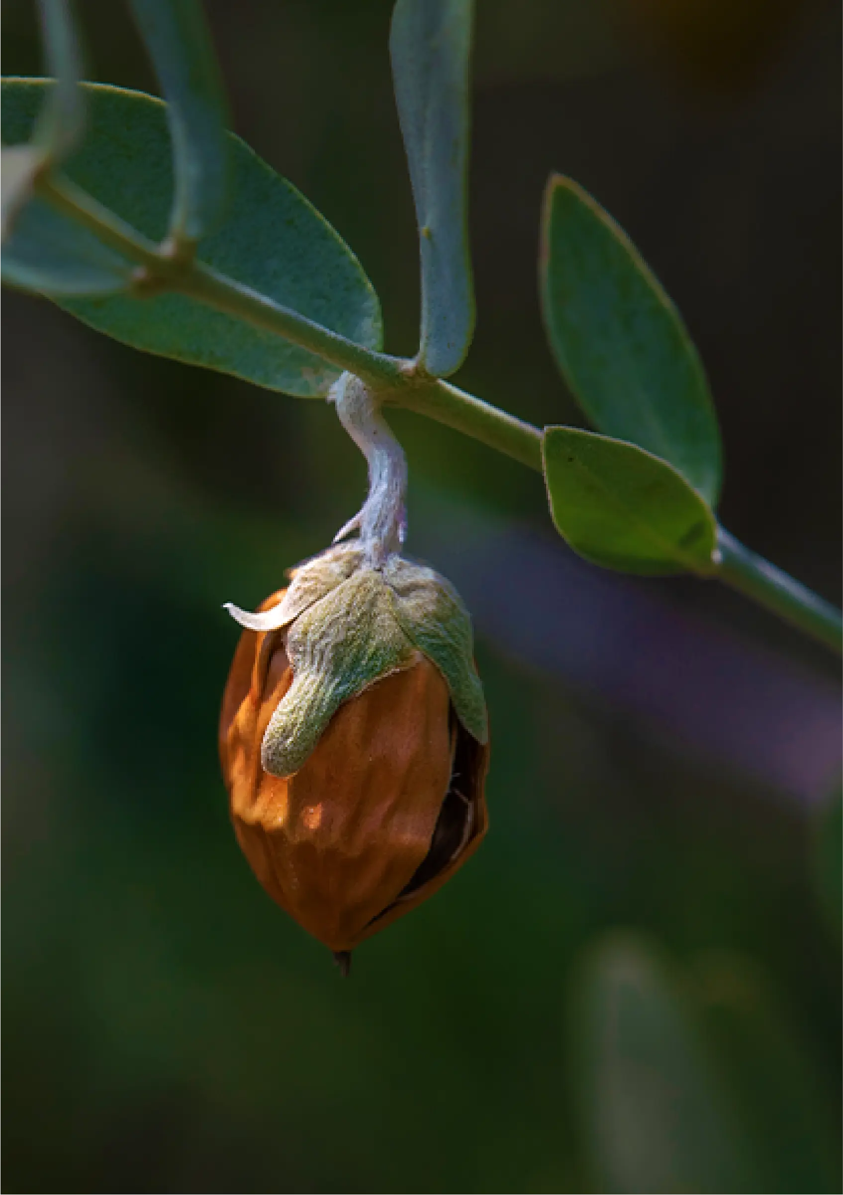 ESTERII DE JOJOBA