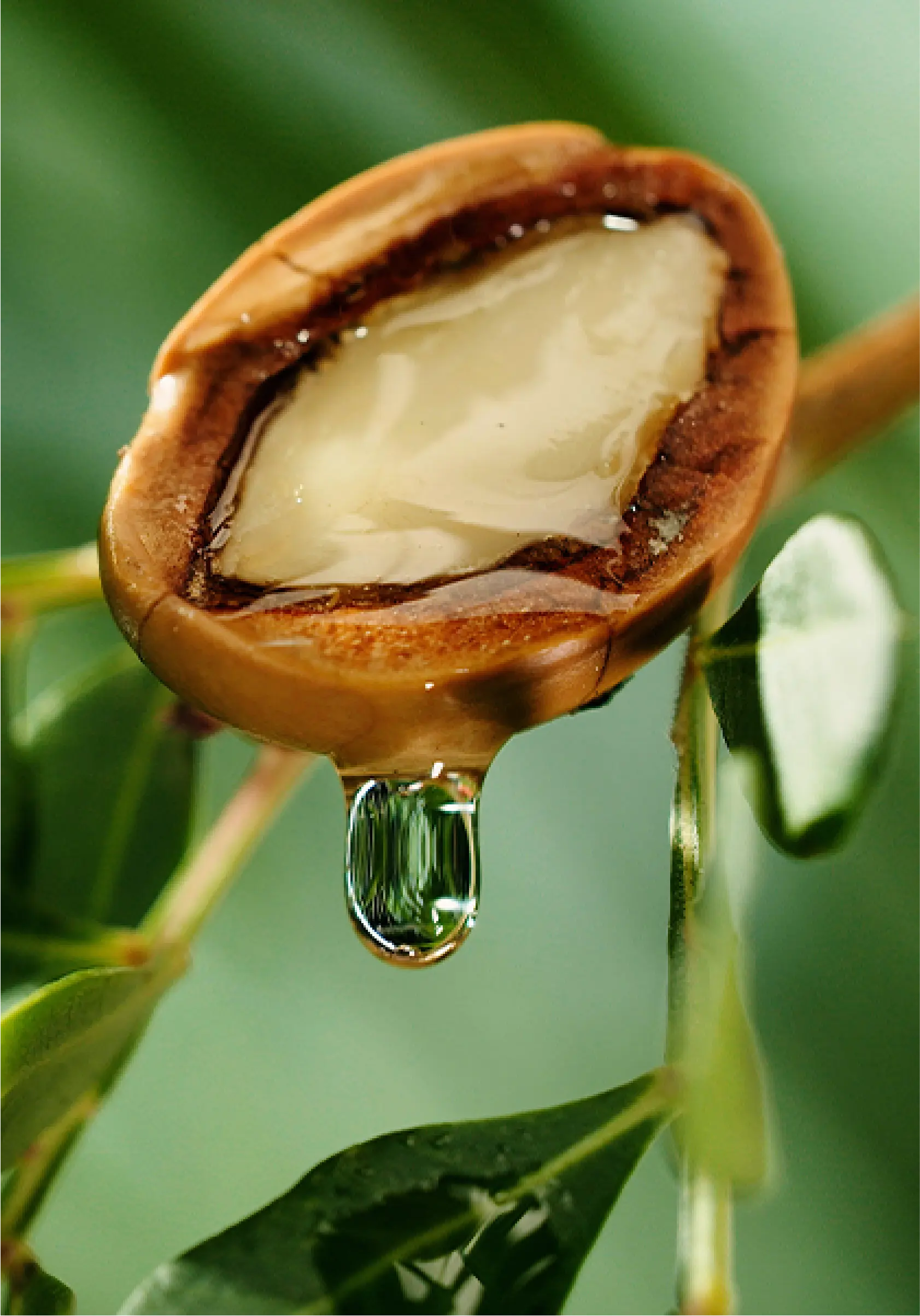 ULEIUL DE ARGAN